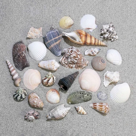 Medium Mixed Seashells Sea Shells Best Price US Seller FREE Ship!