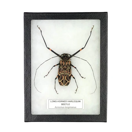 Long-horned Harlequin Beetle Display