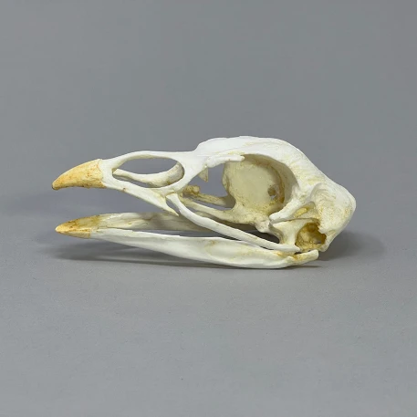 Wild Turkey Skull Replica: Bird Skull Replica - Skull Bird Bones