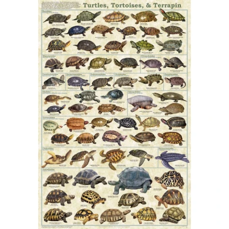 sea turtles all different types
